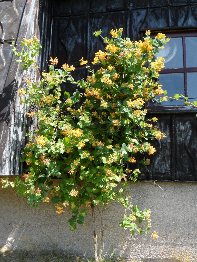 Un jardin toujours fleuri en été