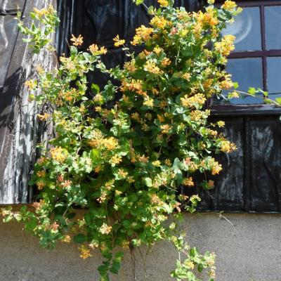 Un jardin toujours fleuri en été